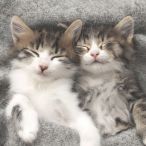 Servietten - Schlafende Katzen