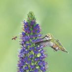 Servietten - Vogel und Biene
