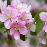 Servietten - Apfelblüten