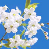 Servietten - Blüten unter blauem Himmel