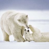 Servietten mit zwei fotografierten Eisbären, welche zusammen kuscheln