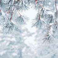 Napkins - Frosty pine