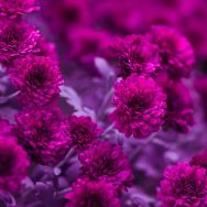 Servietten - Fuchsia Blumen