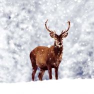 Servietten mit einen fotografiertem Hirsch in einer Winterlandschaft