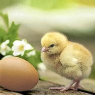 Servietten - Huhn mit Ei