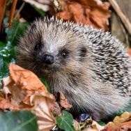 Servietten - Igel im Herbst