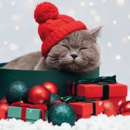Servietten - Katze und Geschenke