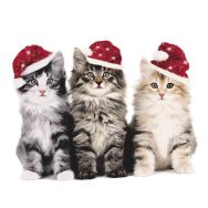 Servietten - Katzen zu Weihnachten