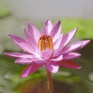 Servietten - Lotus Pink