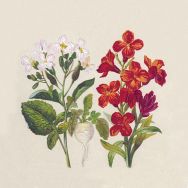 Napkins - Botanical - 100% of recycling