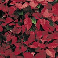Servietten - Rotes Blumenbild