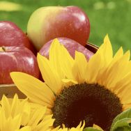 Servietten - Sonnenblumen und Äpfel