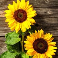 Servietten mit zwei Sonnenblumen auf Holzhintergrund