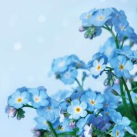 Servietten - Blauer Blumentraum