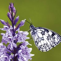 Servietten - Eleganter Schmetterling