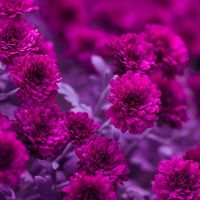 Servietten - Fuchsia Blumen