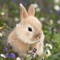 Servietten - Hase im Feld