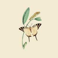 Servietten - Schmetterling Natur