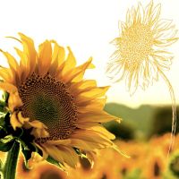 Servietten - Sonnenblume in der Dämmerung
