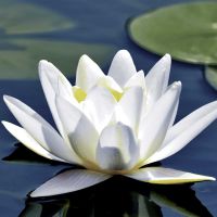 Napkins - Water lily