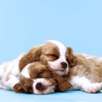 Napkins - Puppy Love