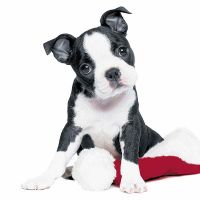 Servietten - Xmas Hund