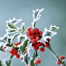 Cocktailservietten - Frostige Stechpalme