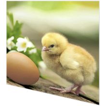 Cocktail napkins - Chicken with egg