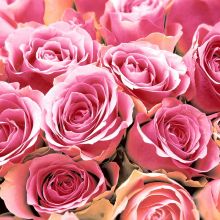 Cocktailservietten - Rosa Rosen