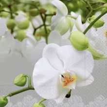 Servietten - Orchideenfest