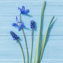 Servietten - Blaue Blumen