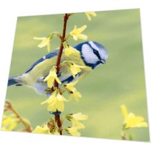 Napkins - Bluetit