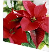 Napkins - Blooming red