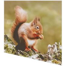 Napkins - Woodland squirrel