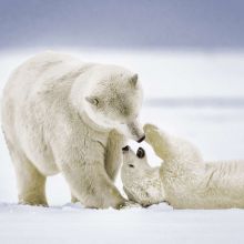 Servietten mit zwei fotografierten Eisbären, welche zusammen kuscheln