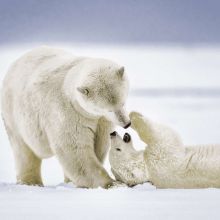 Napkins - Cuddly Bears