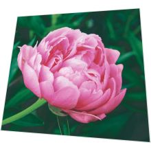 Servietten - Elegante Pfingstrose - 3