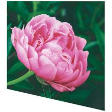 Servietten - Elegante Pfingstrose - 2