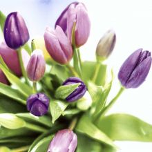 Napkins - Spring Tulips