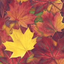 Servietten - Harmonisches Herbstlaub - 1