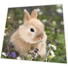 Napkins - Bunny in field