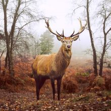 Napkins - Deer at dusk