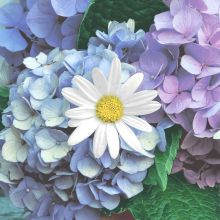 Servietten - Hortensien mit Blume