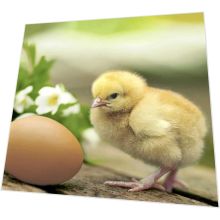 Napkins - Chicken with egg