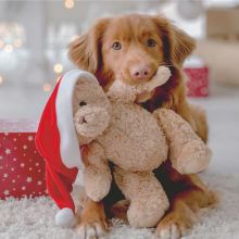 Servietten - Hund und Teddy - 1