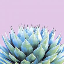 Napkins - Cactus