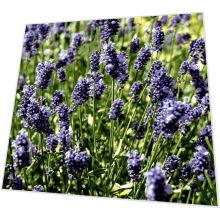 Napkins - Lavendel field