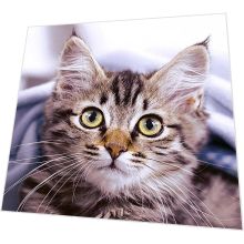 Napkins - Cute kitten