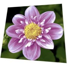 Napkins - Pink flower