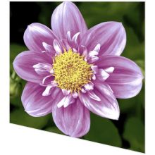 Napkins - Pink flower